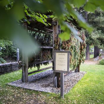 In der Gradieranlage tröpfelt Wasser über frisch geschnittene Fichten- und Kiefernäste und löst die ätherischen Öle. Perfekt zum Durchatmen!